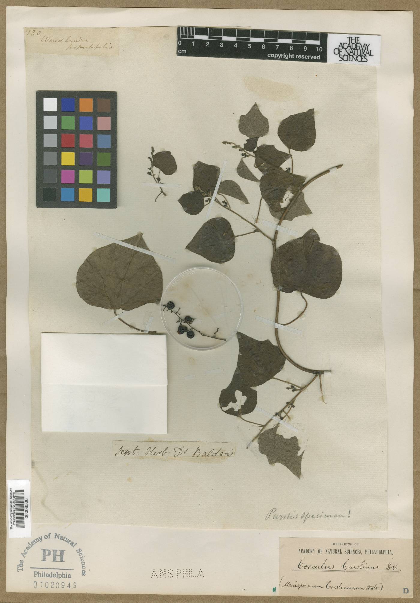 Wendlandia populifolia image