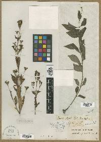 Image of Ophiorrhiza ovalifolia