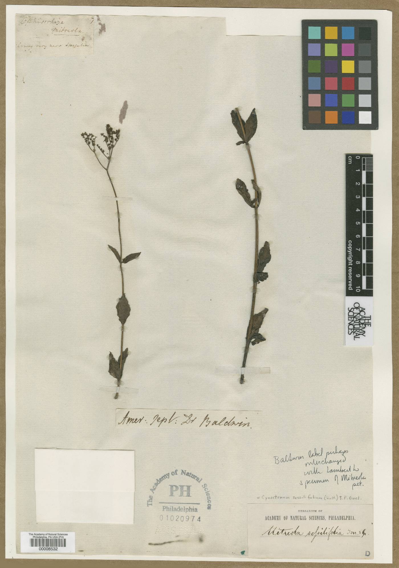 Ophiorrhiza mitreola image