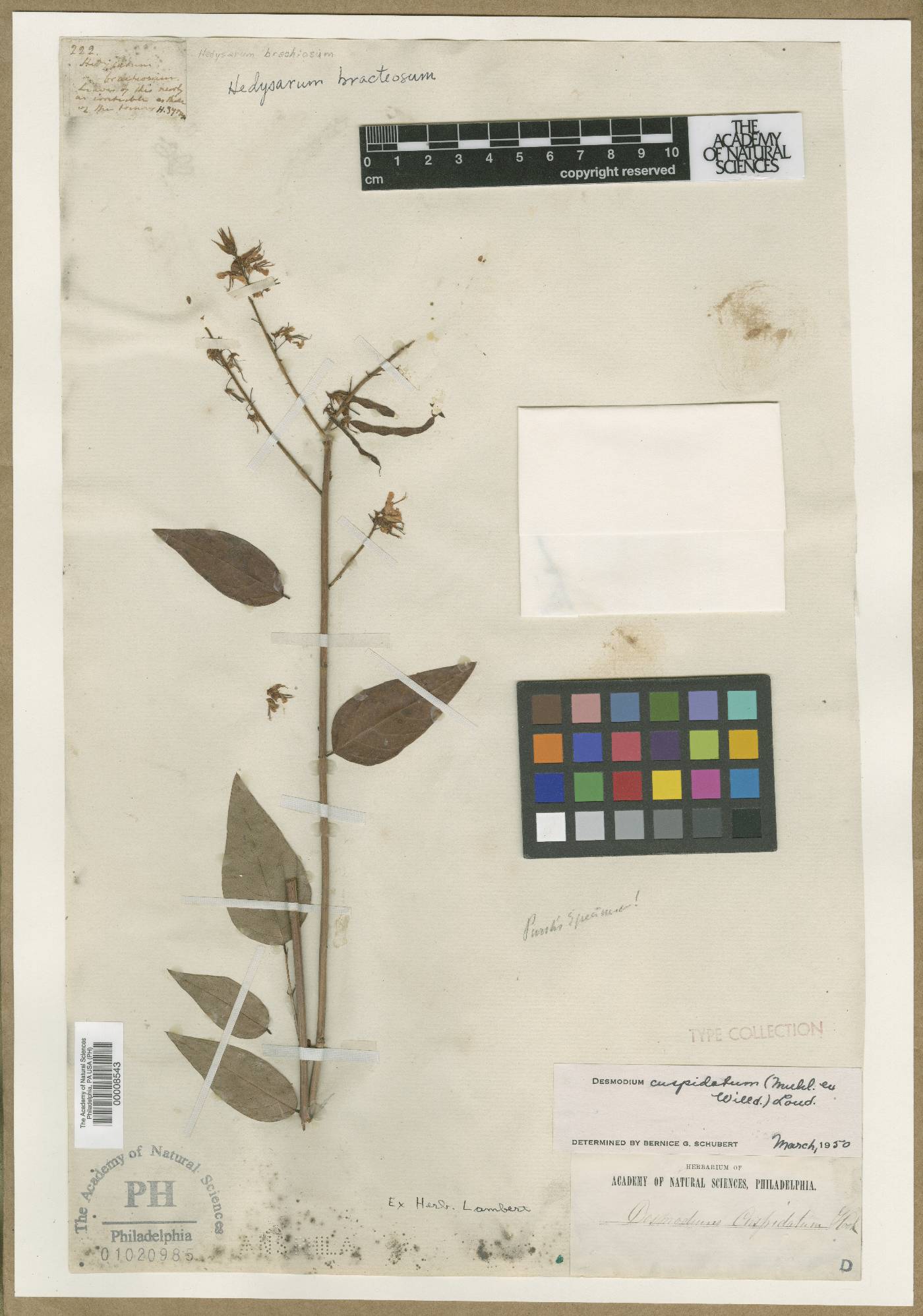Hedysarum bracteosum image