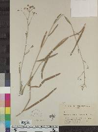 Bupleurum montanum image