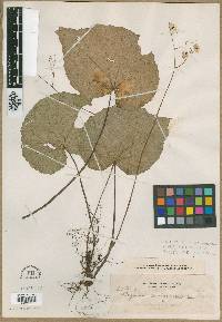 Image of Begonia camiguinensis
