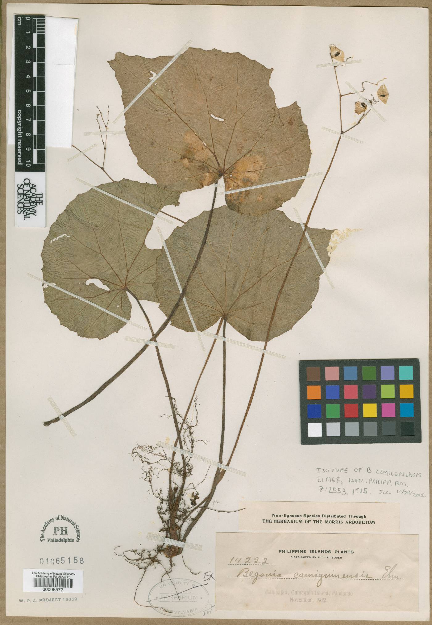 Begonia camiguinensis image