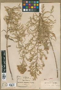 Brickellia solidaginifolia image