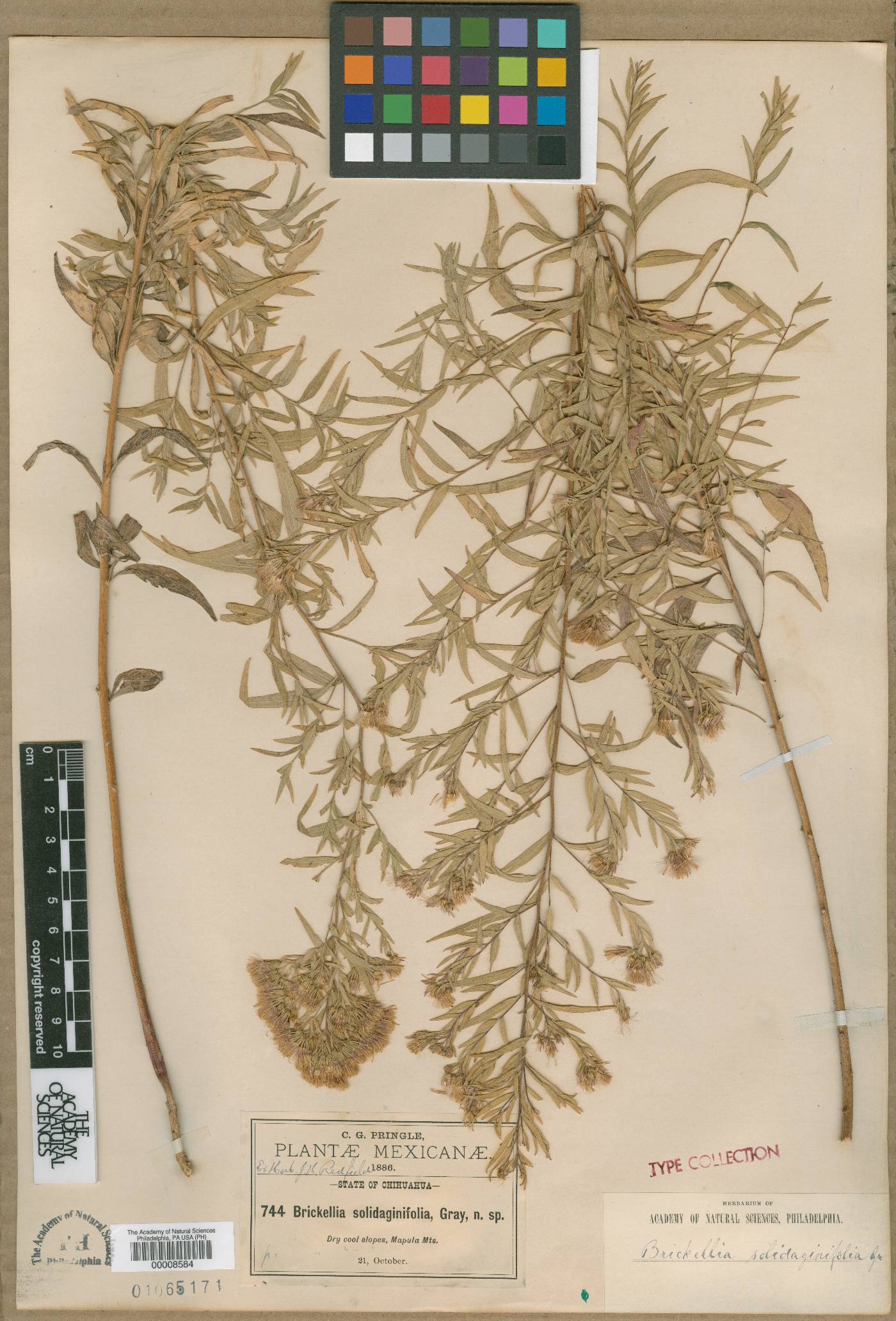 Brickellia solidaginifolia image