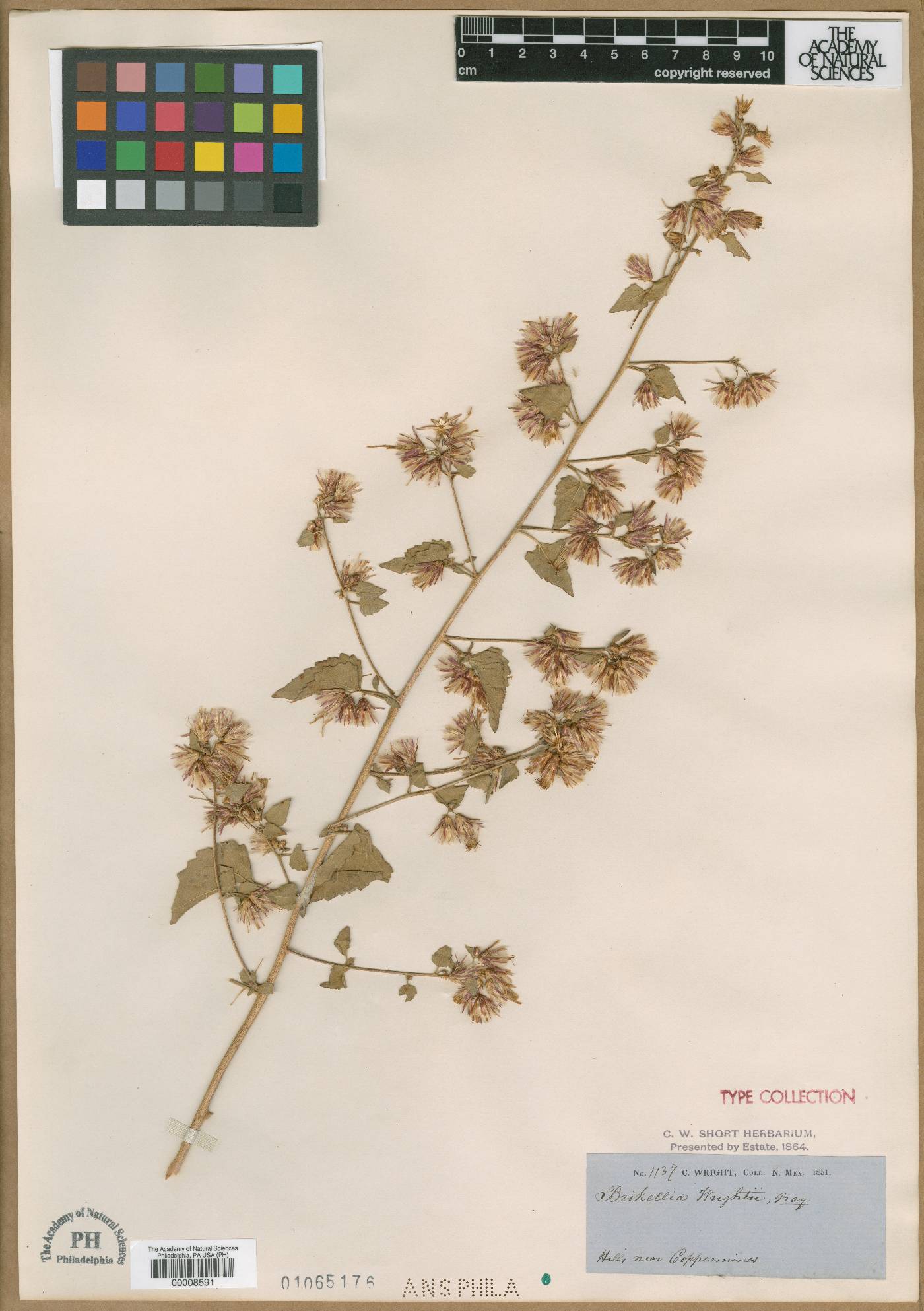 Brickellia wrightii image