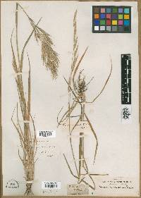 Bromus carinatus image