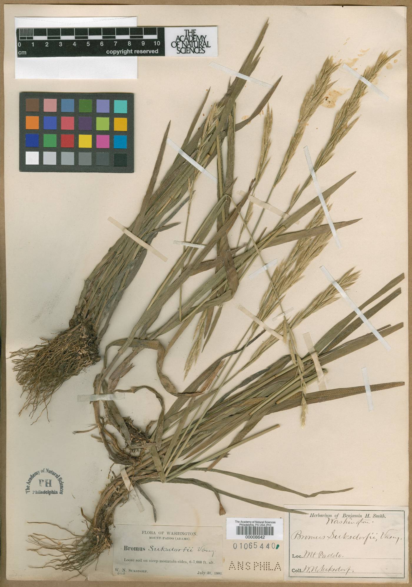 Bromus suksdorfii image