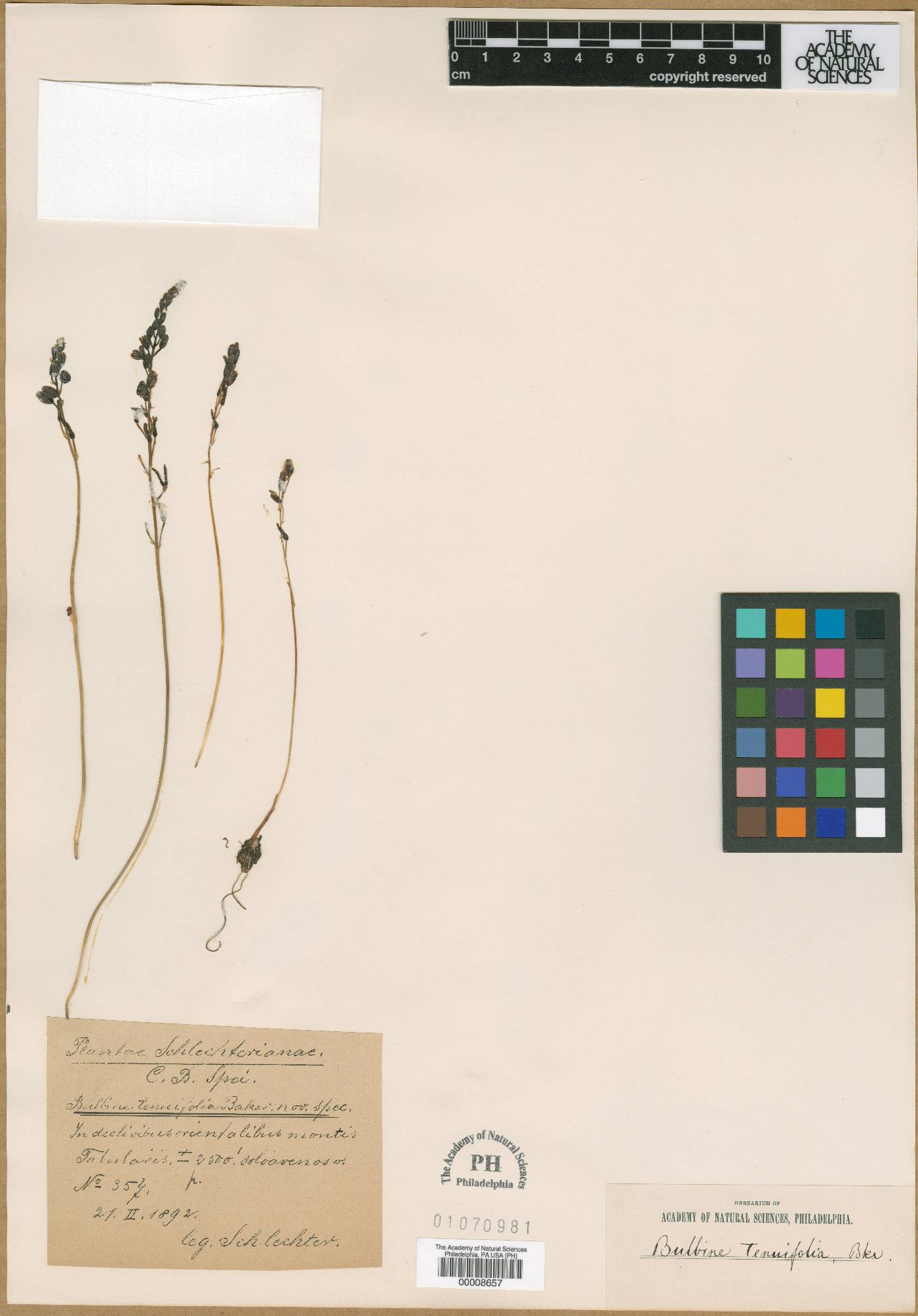 Bulbine tenuifolia image