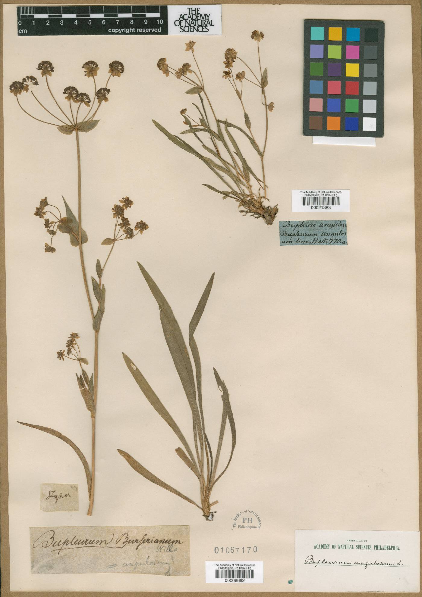 Bupleurum angulosum image