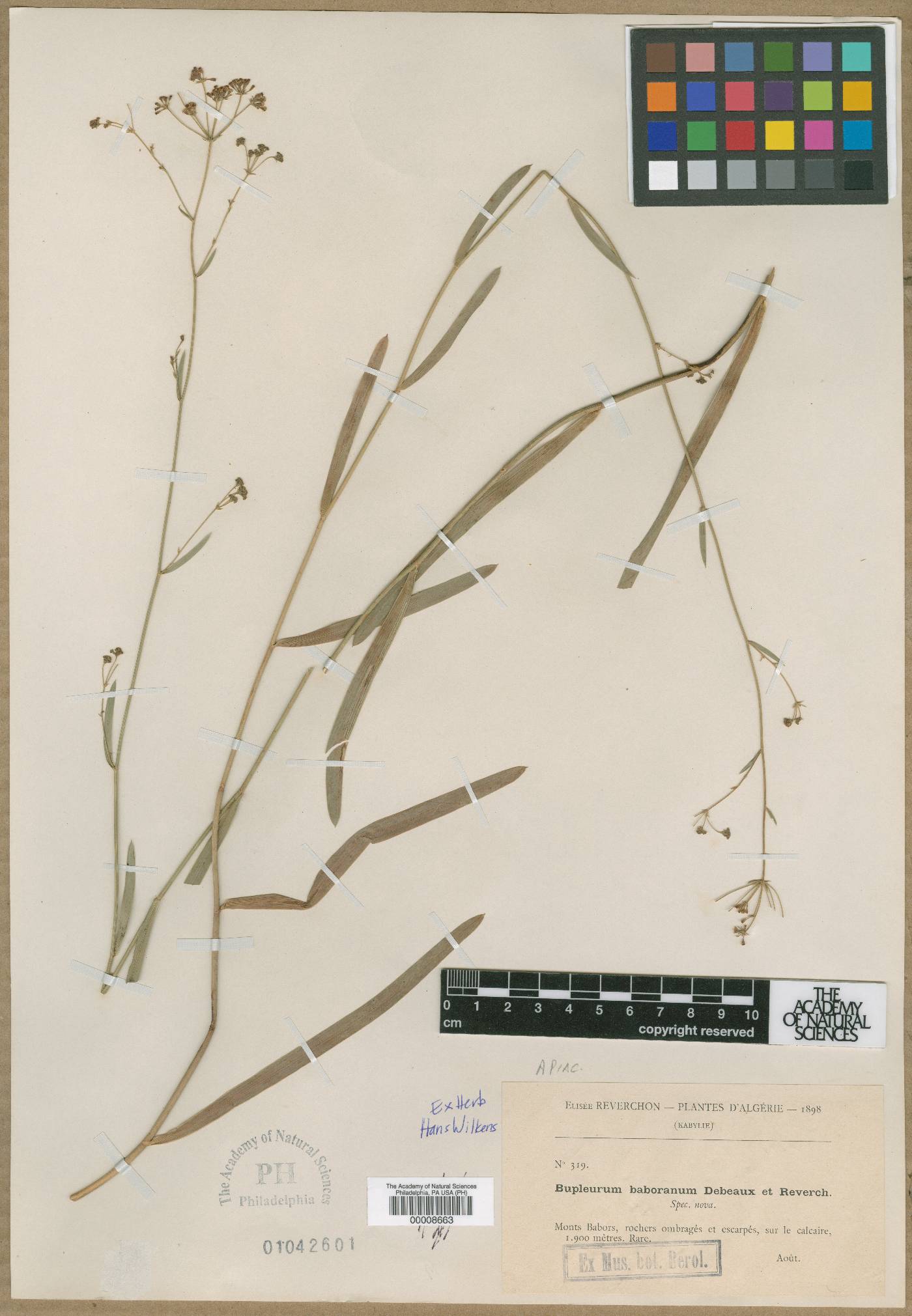 Bupleurum montanum image