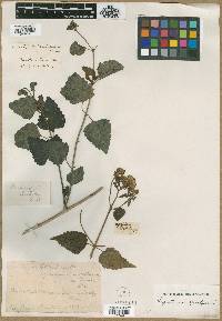 Ageratina havanensis image