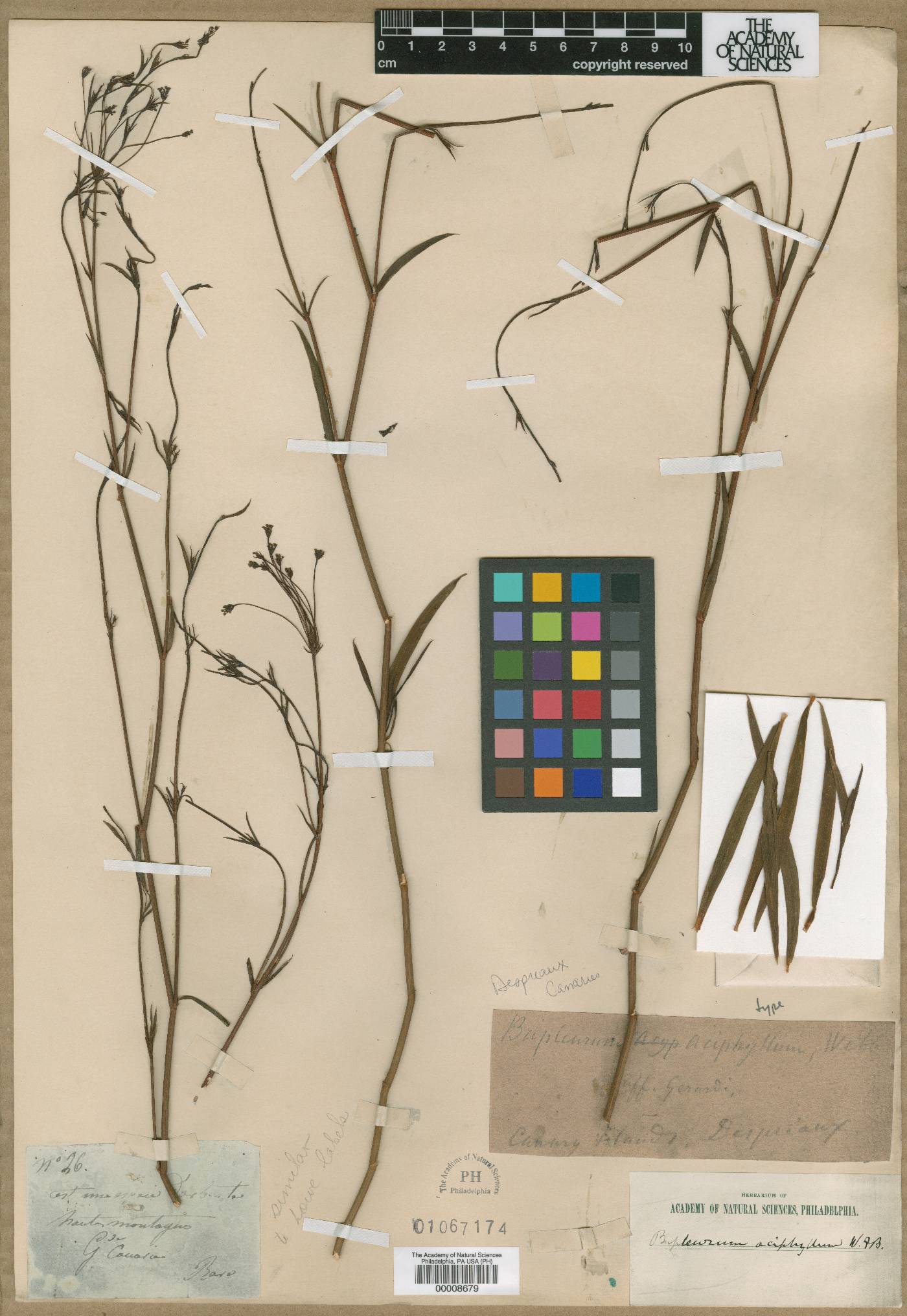 Bupleurum salicifolium subsp. aciphyllum image