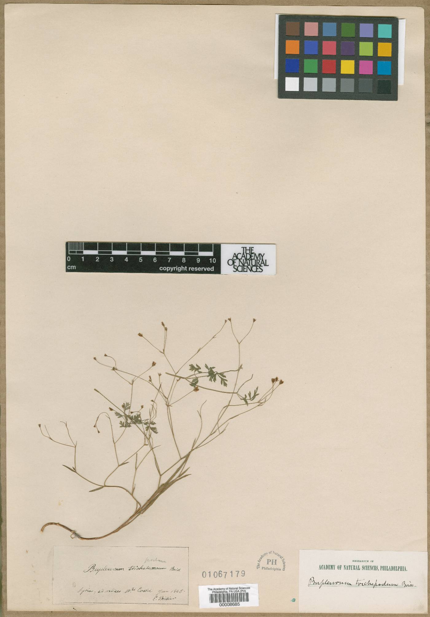 Bupleurum trichopodum image