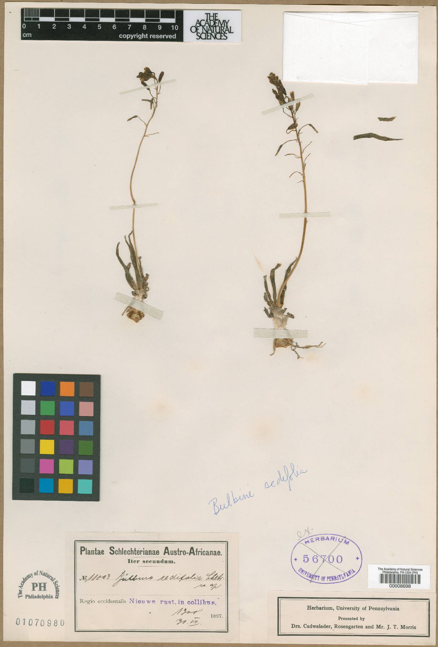Bulbine sedifolia image
