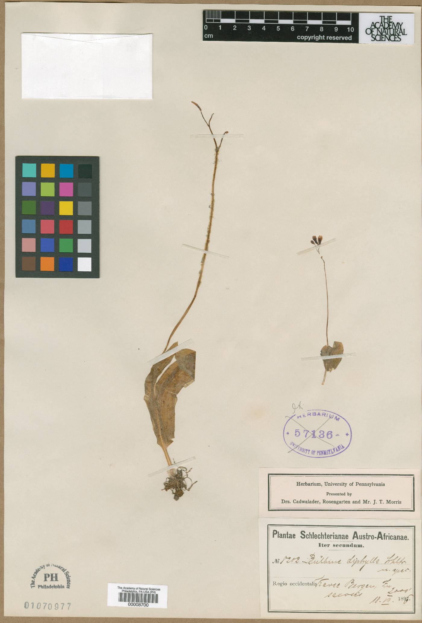 Bulbine diphylla image