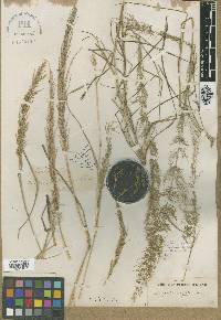 Eragrostis japonica image