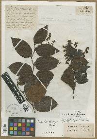 Gaultheria shallon image