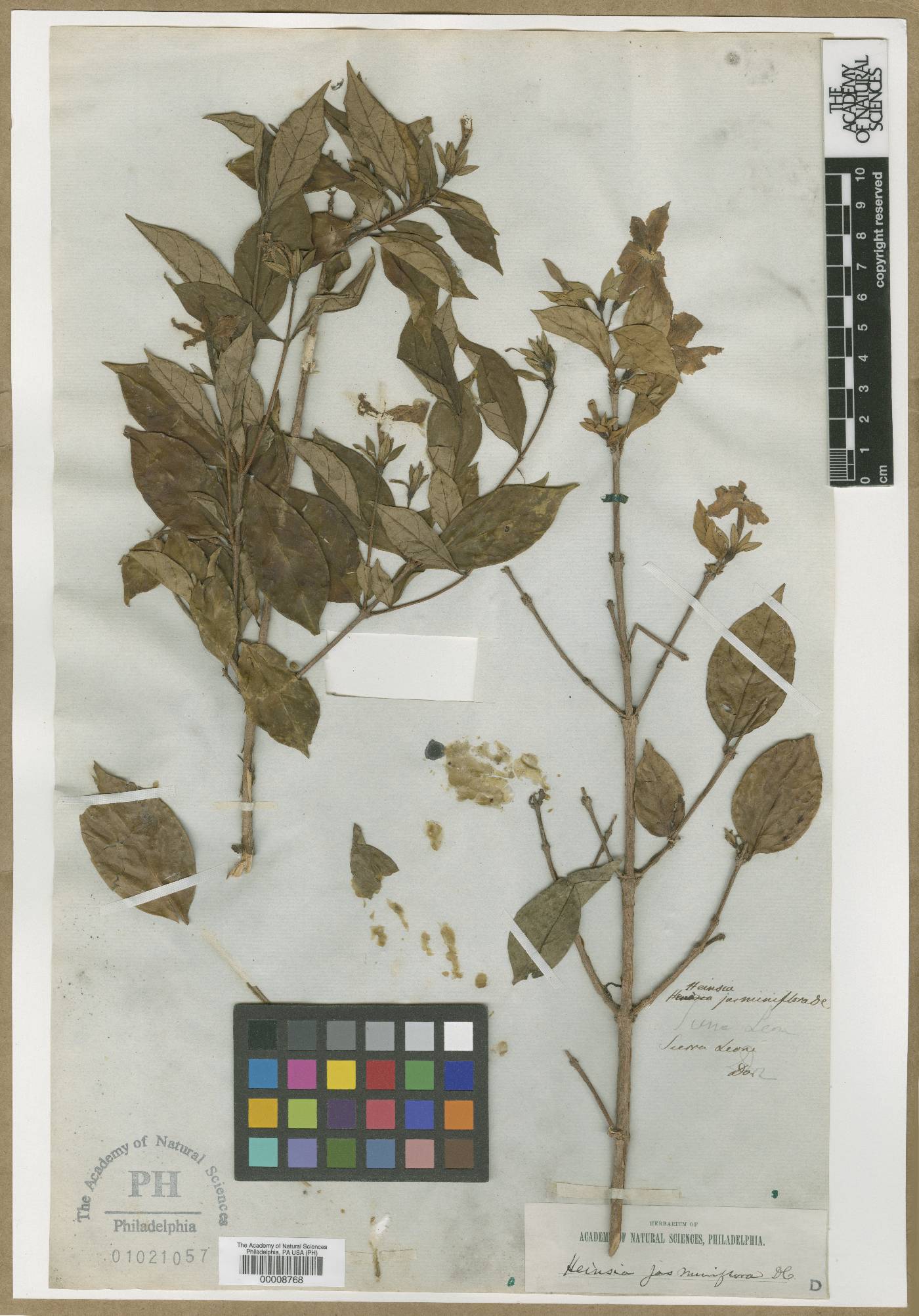 Heinsia jasminiflora image