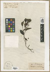 Helianthemum carolinianum image