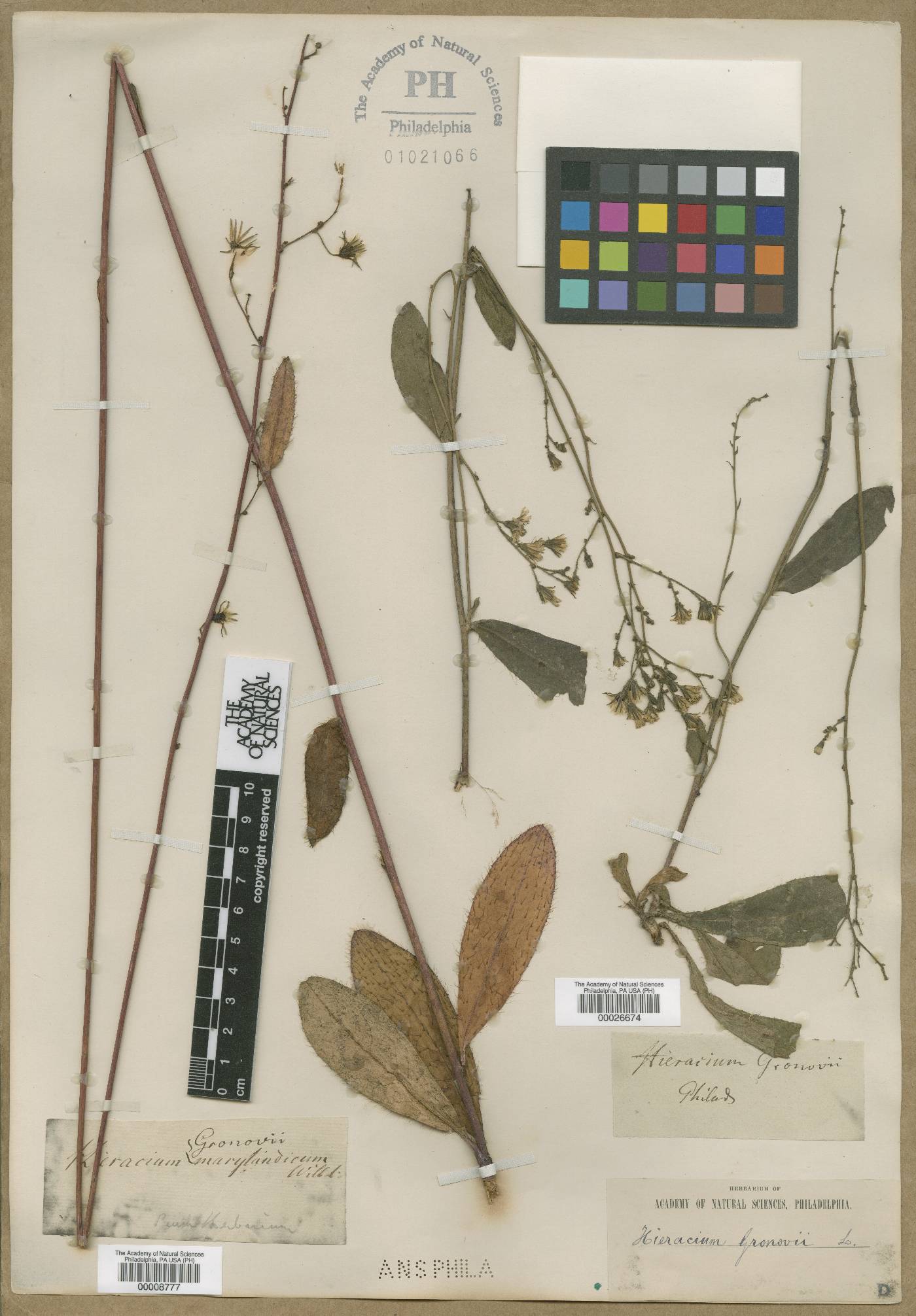 Hieracium marylandicum image