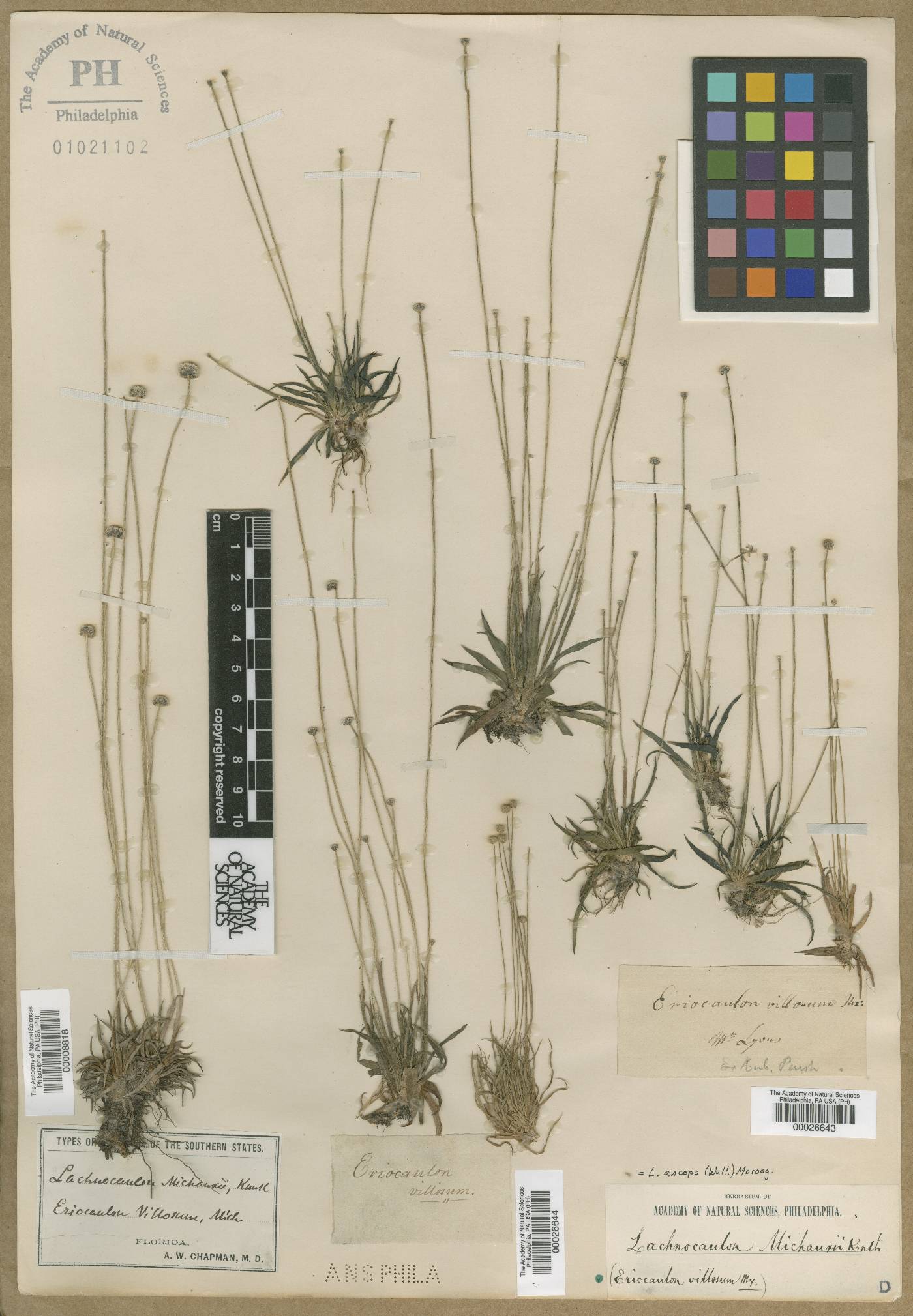 Eriocaulon villosum image