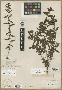 Image of Ludwigia mollis