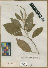 Croton leptostachyus image