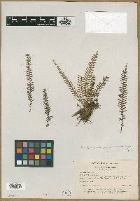 Lellingeria suspensa image
