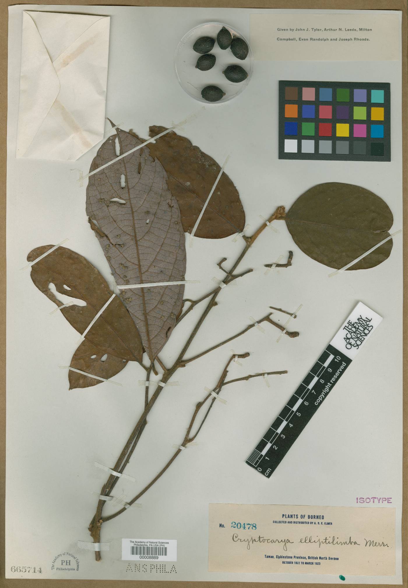 Cryptocarya elliptilimba image