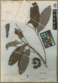 Cryptocarya elliptilimba image