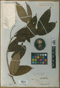 Cryptocarya densiflora image