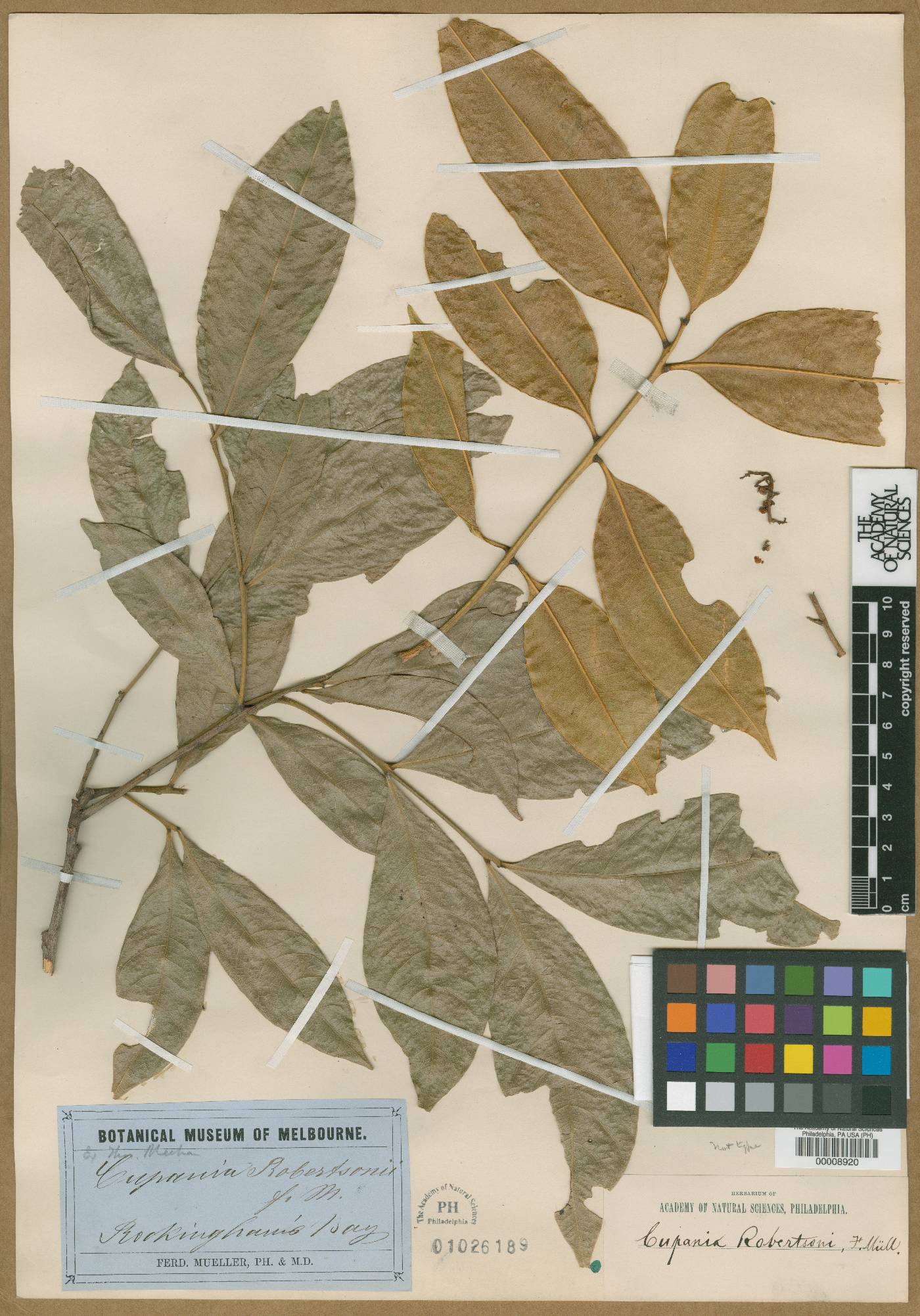 Rhysotoechia robertsonii image