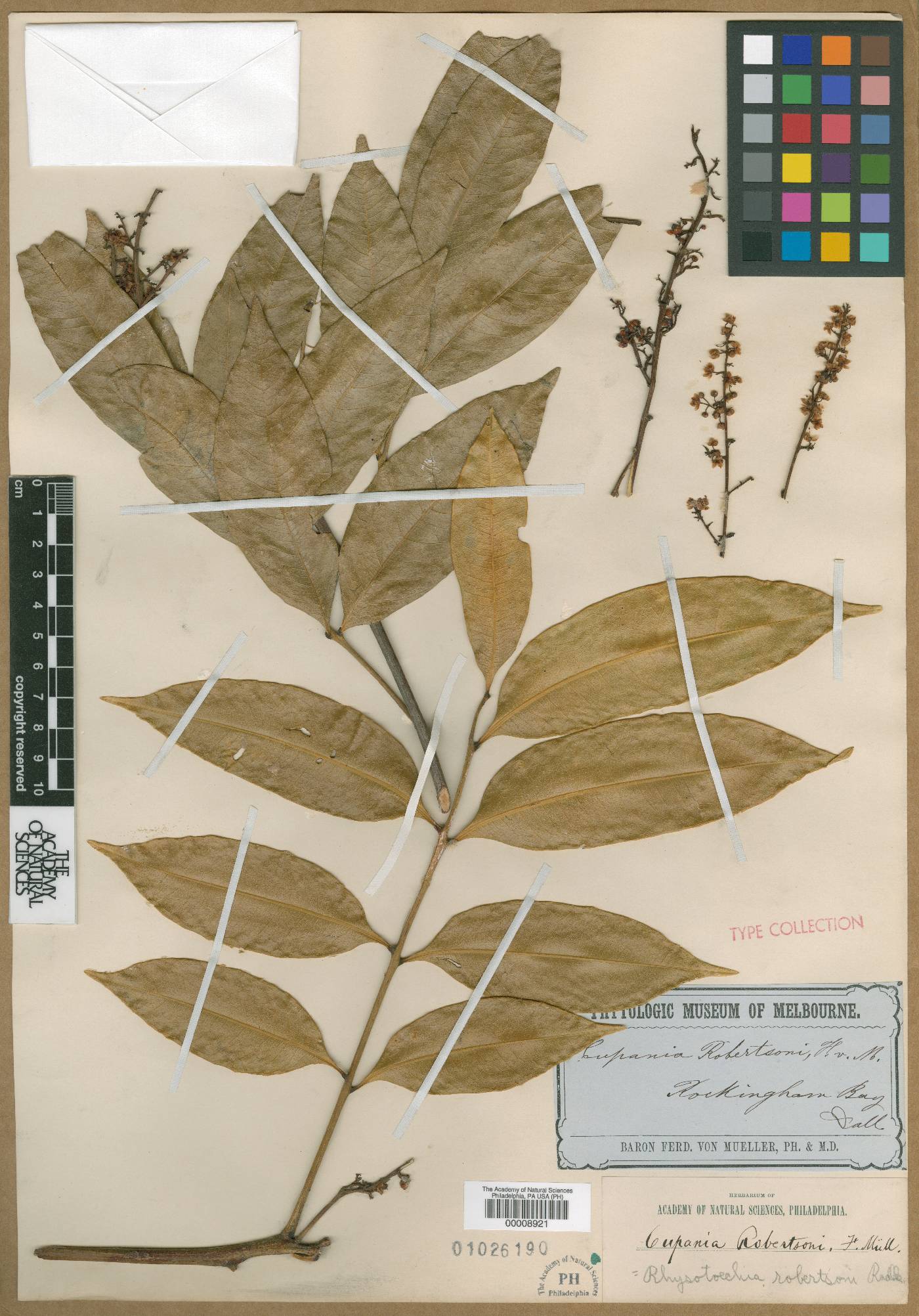 Rhysotoechia image