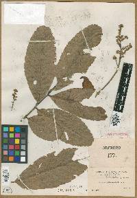 Cupania latifolia image