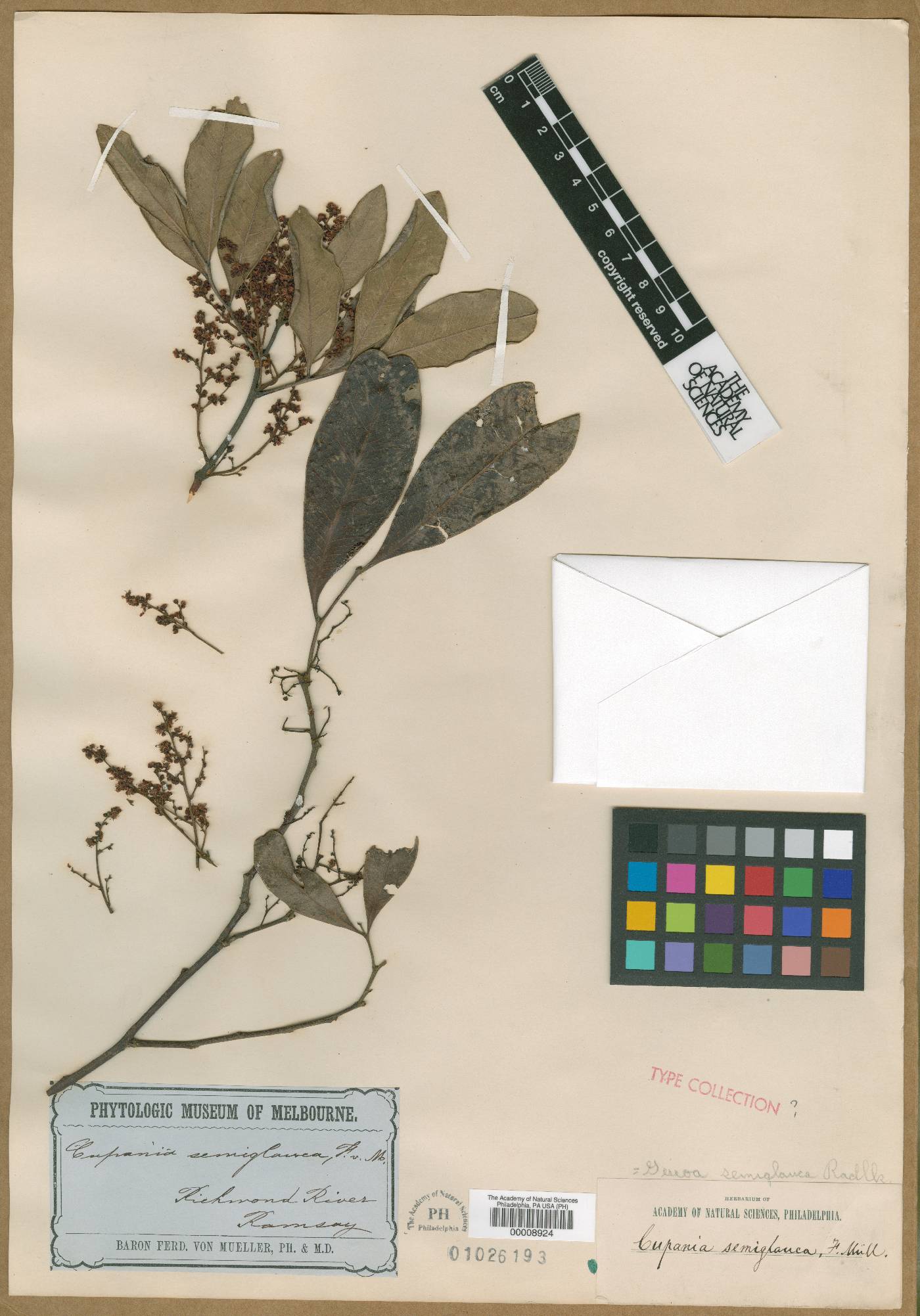 Guioa semiglauca image