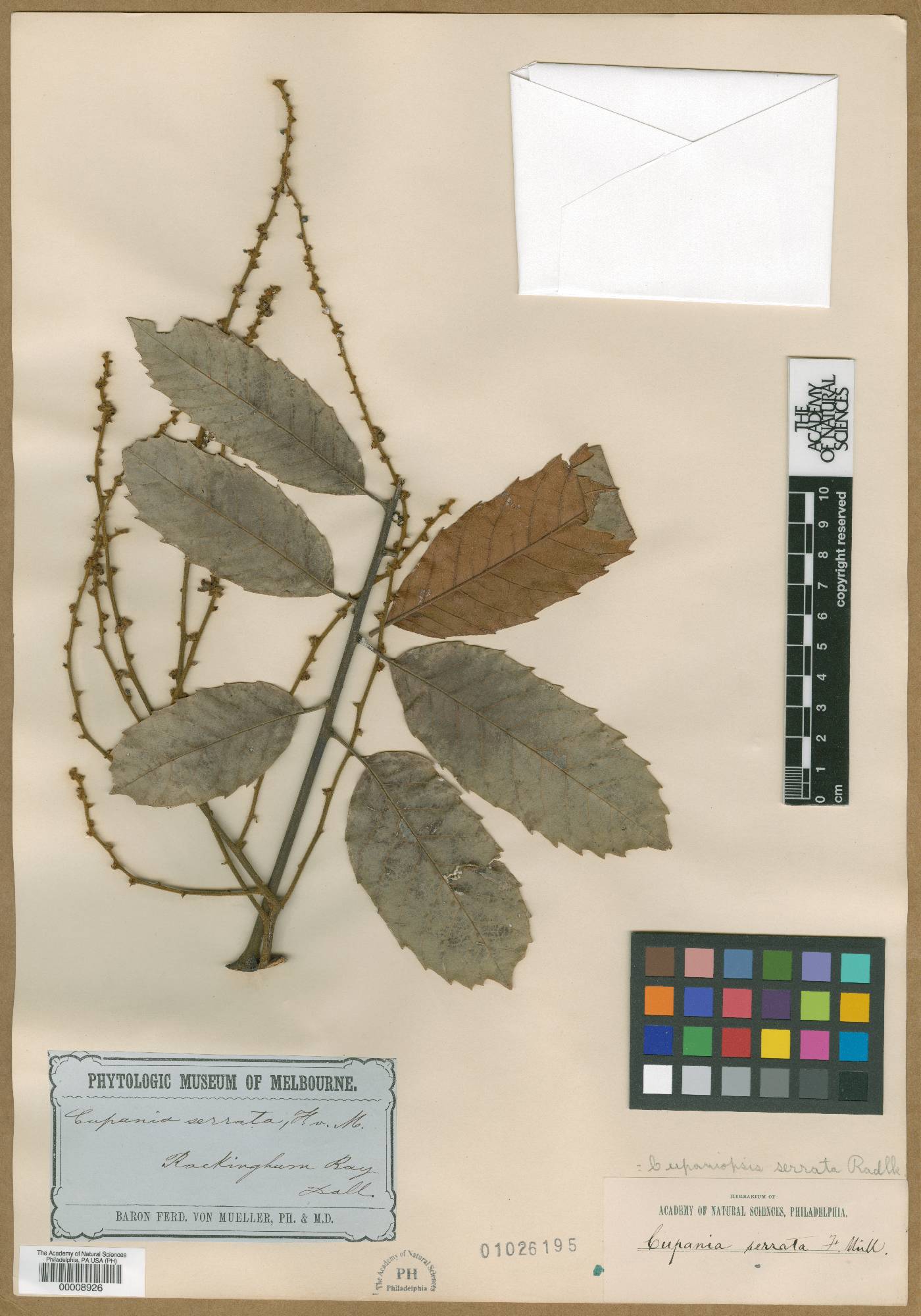 Cupaniopsis serrata image
