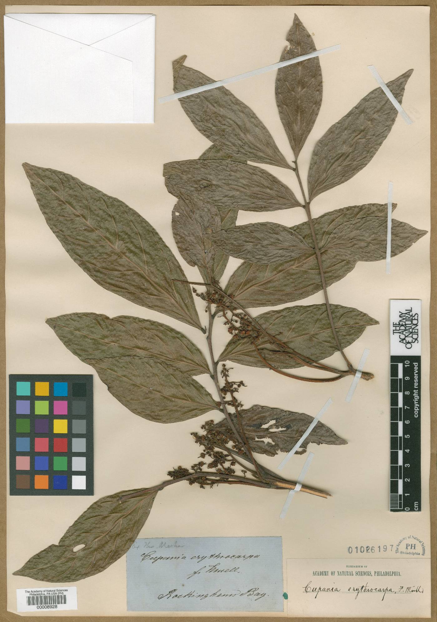 Toechima erythrocarpum image