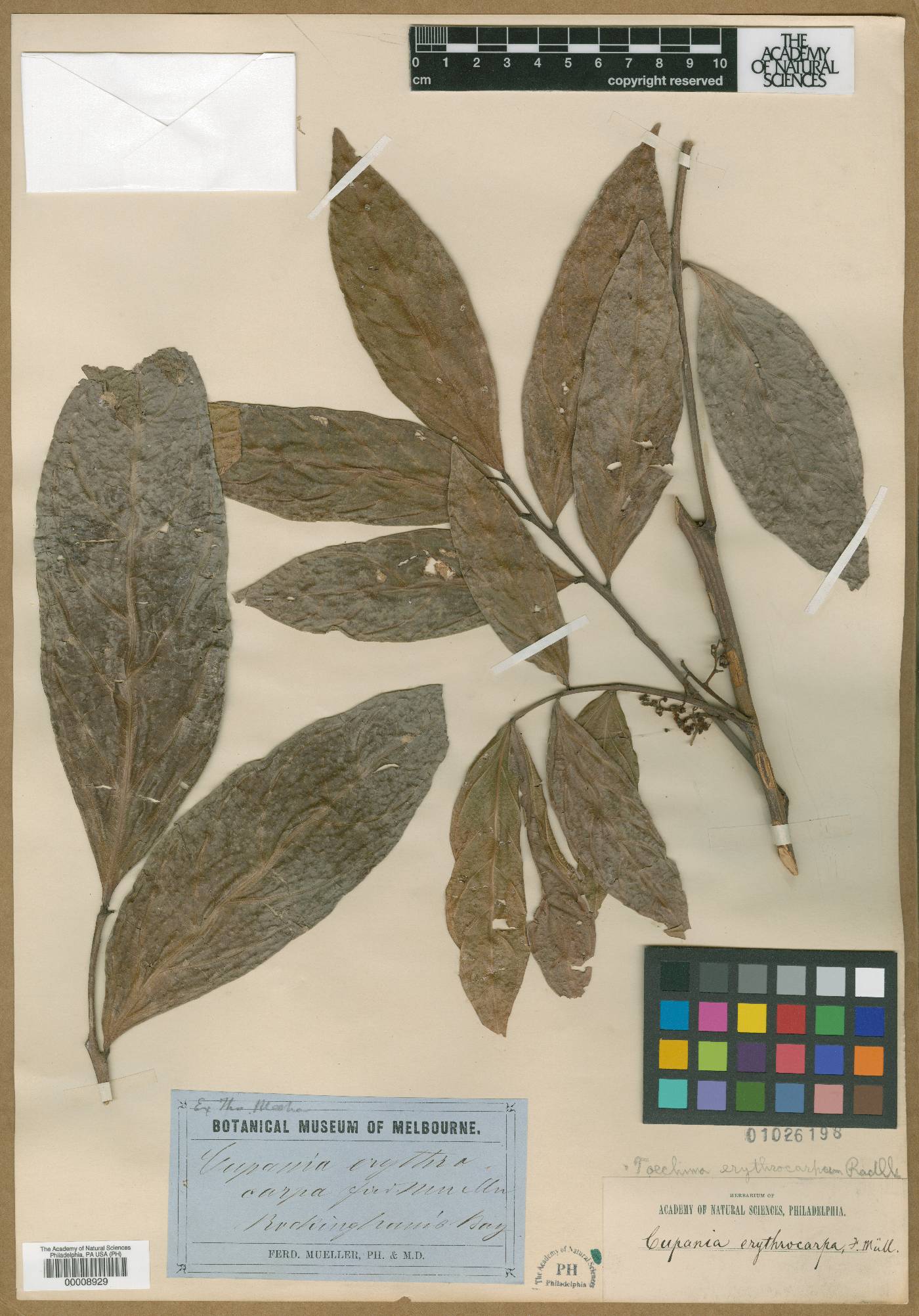 Toechima erythrocarpum subsp. erythrocarpum image