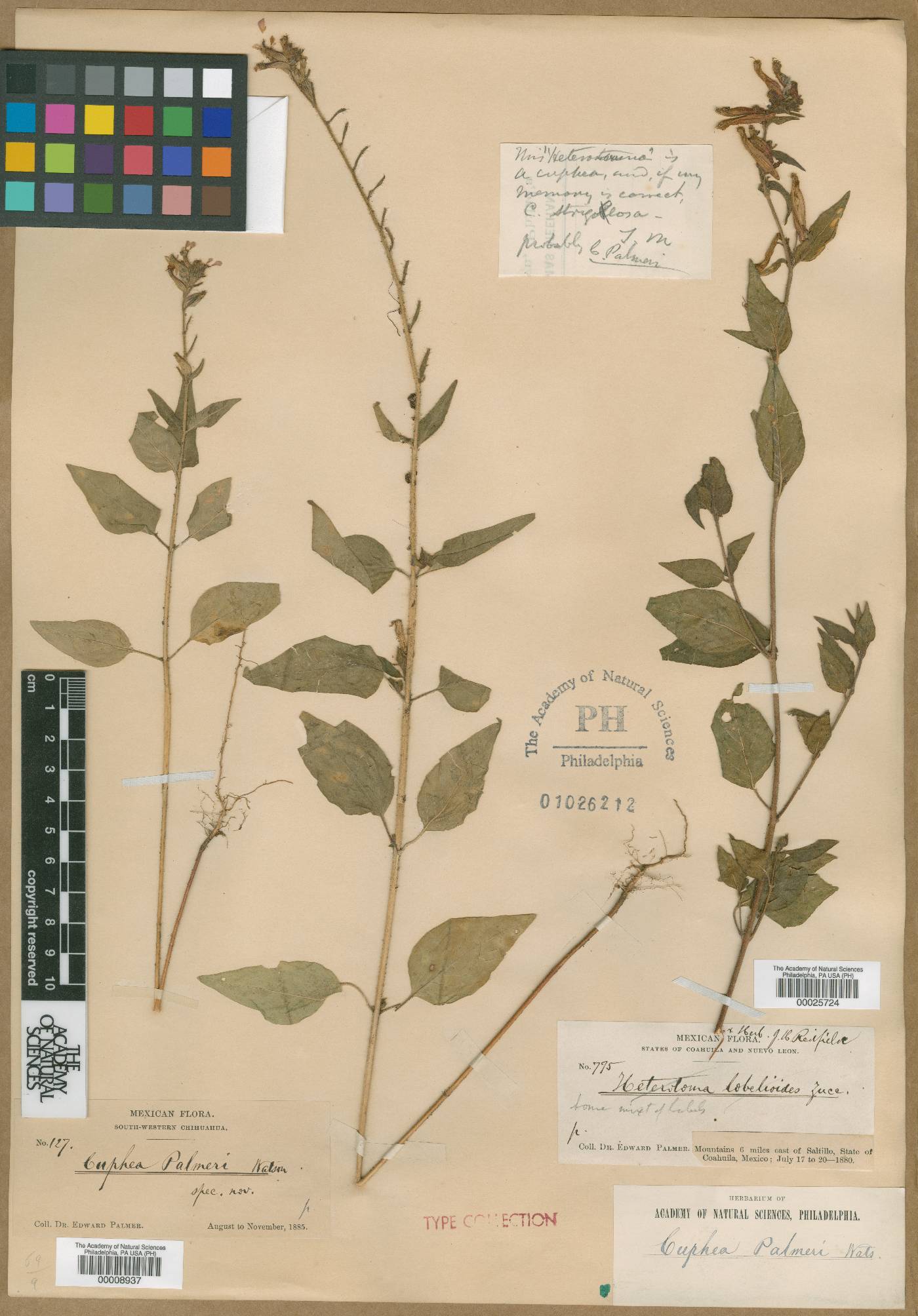 Cuphea palmeri image