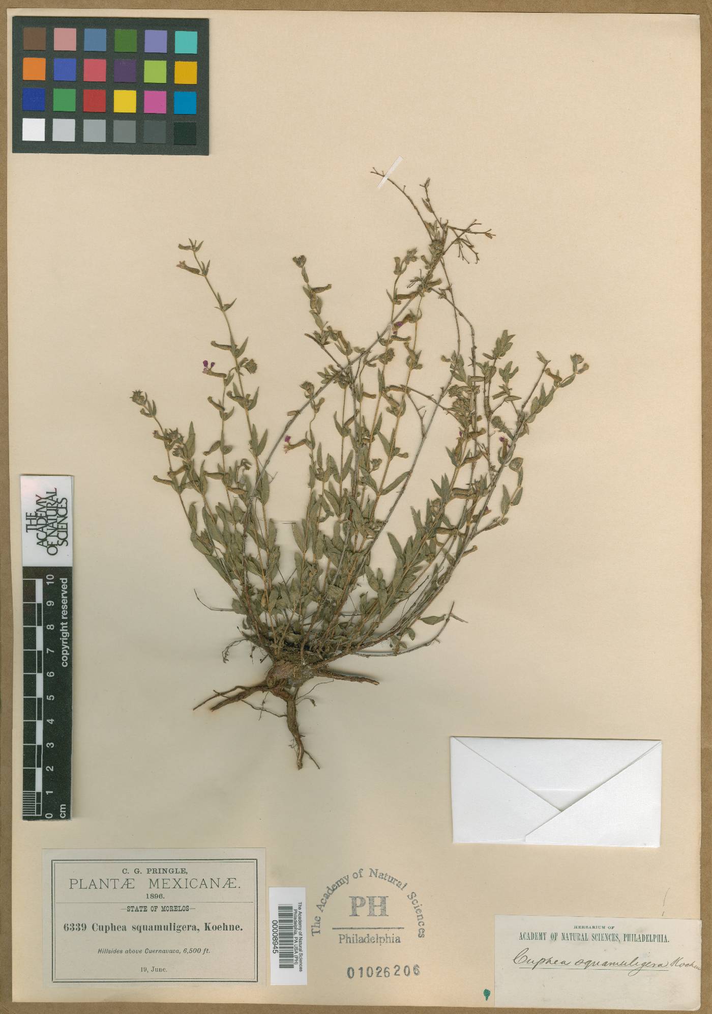 Cuphea lobophora image
