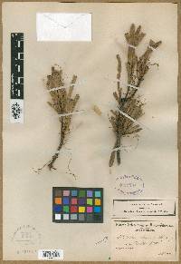 Cuscuta angulata image