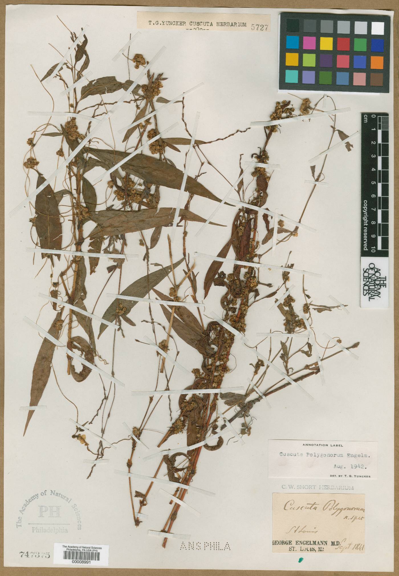 Cuscuta polygonorum image