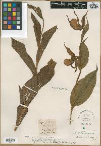 Image of Cypripedium luteum