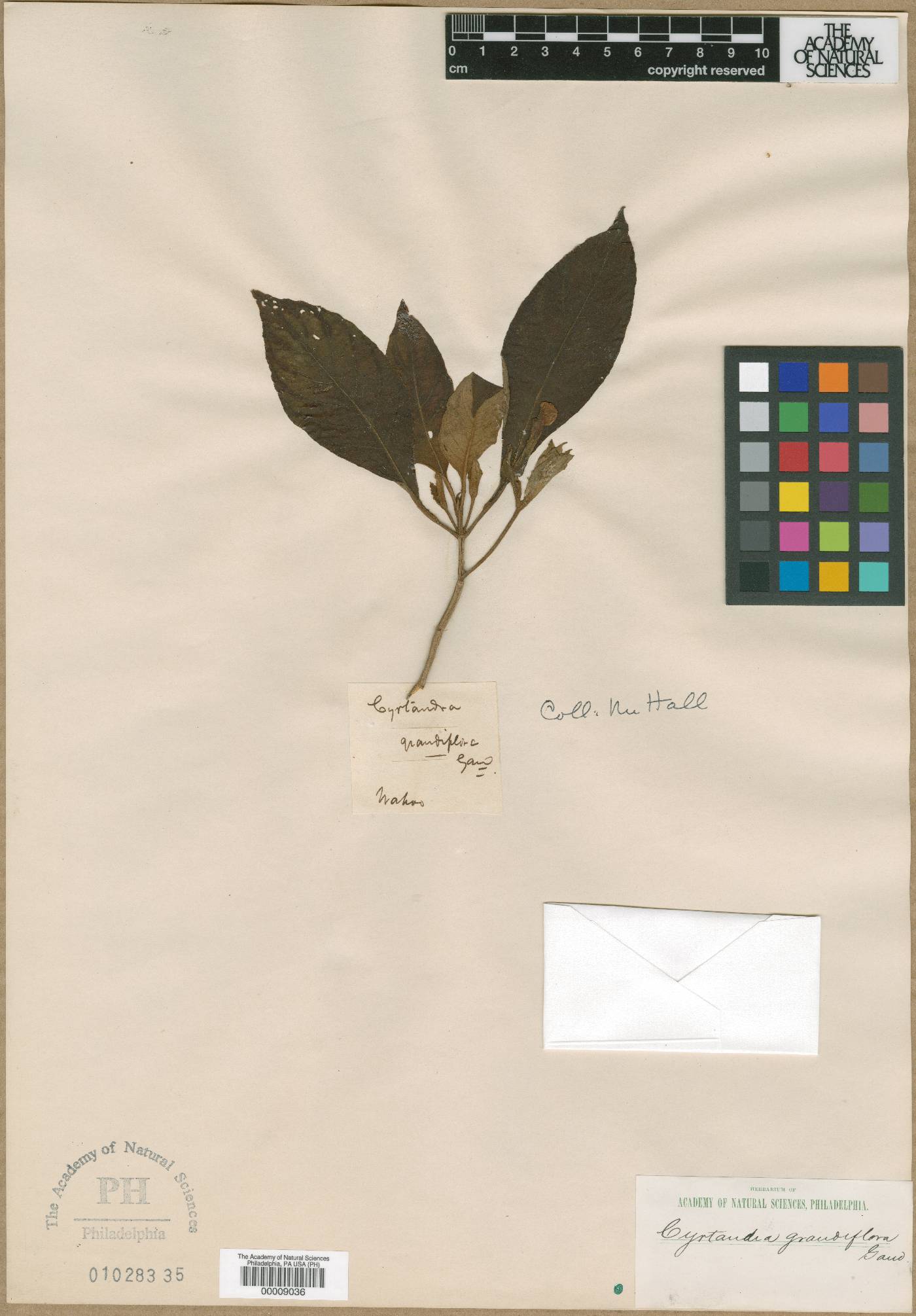 Cyrtandra grandiflora image