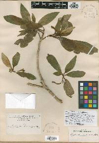 Cyrtandra longifolia image