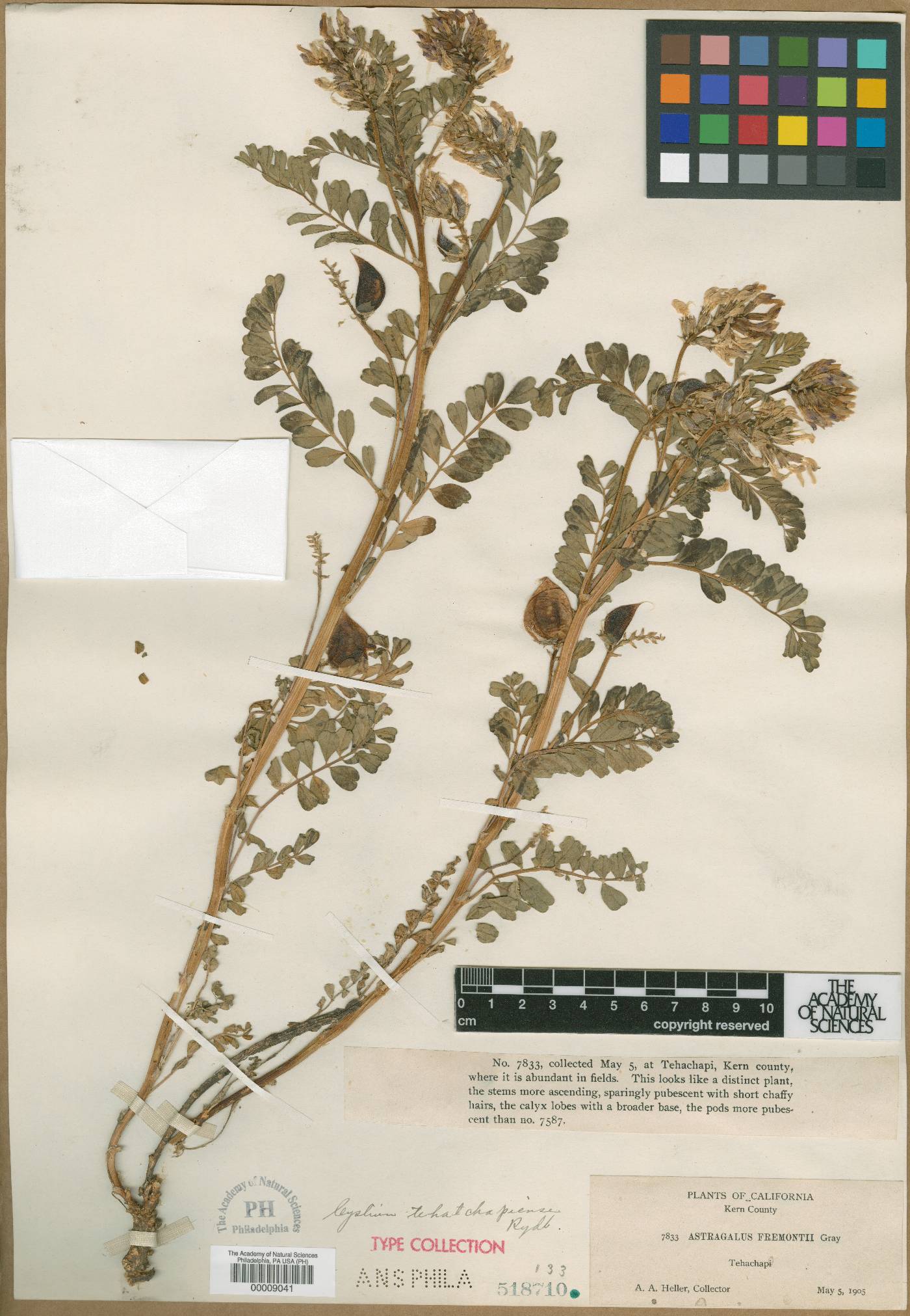 Cystium tehatchapiense image