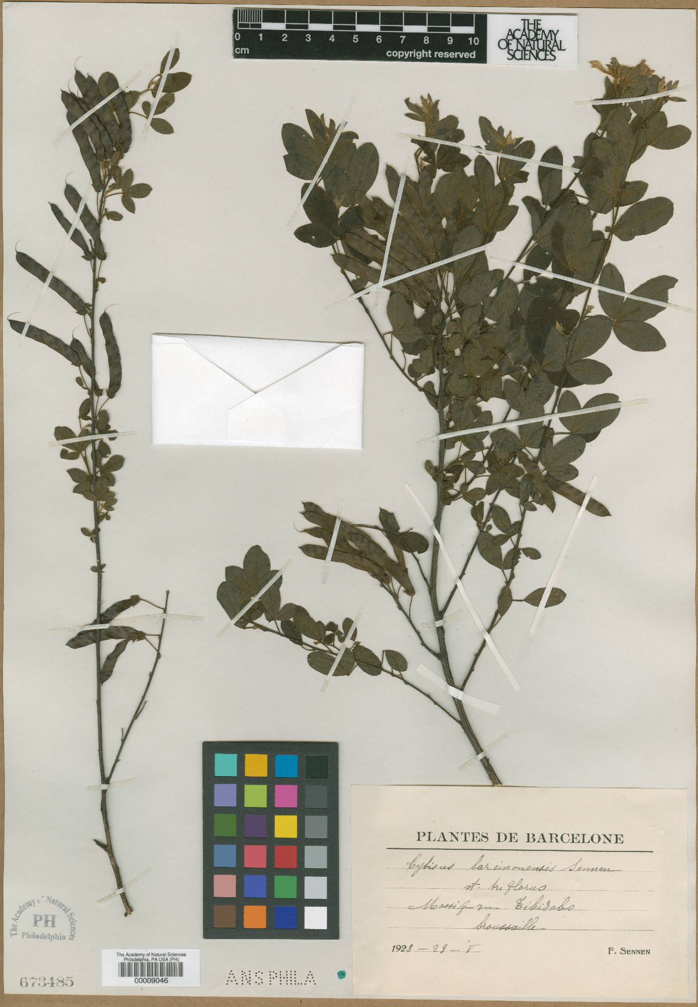 Cytisus barcinonensis image