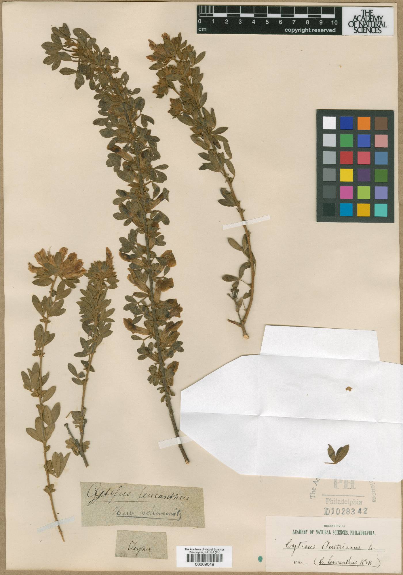 Chamaecytisus albus image