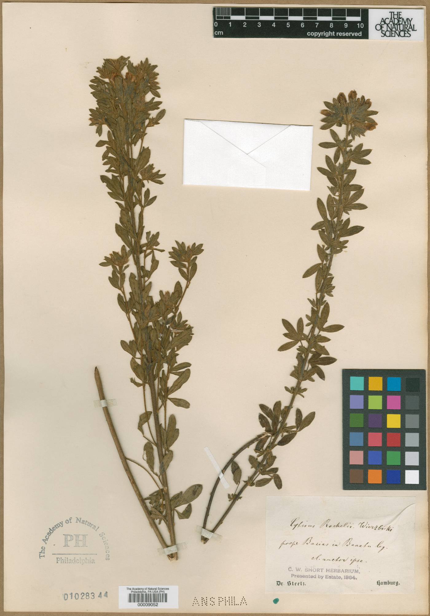 Cytisus austriacus var. rochelii image